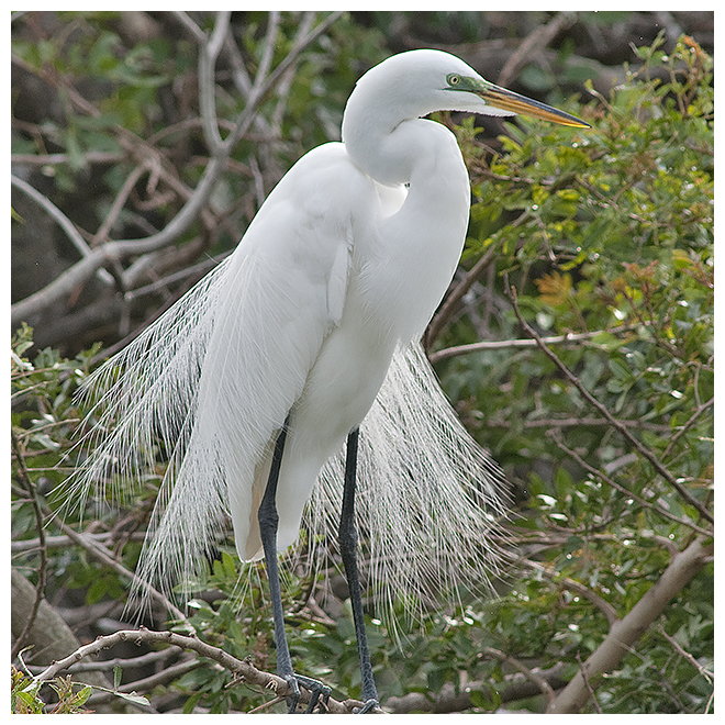 227 GREAT EGRET