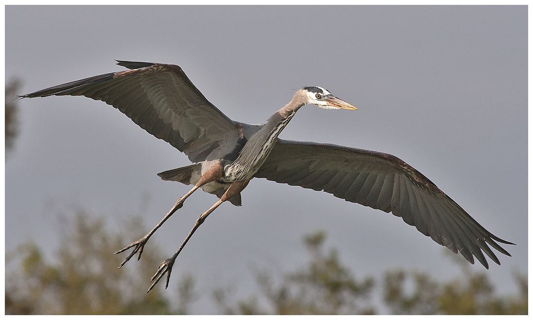 228 GREAT BLUE HERON