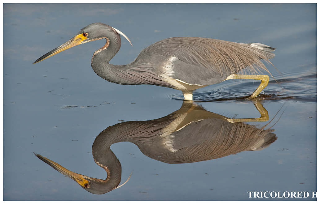 233 TRICOLORED HERON
