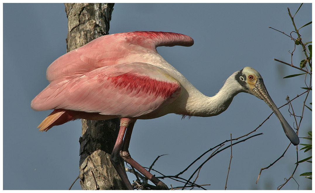 238 ROSEATE SPOONBILL