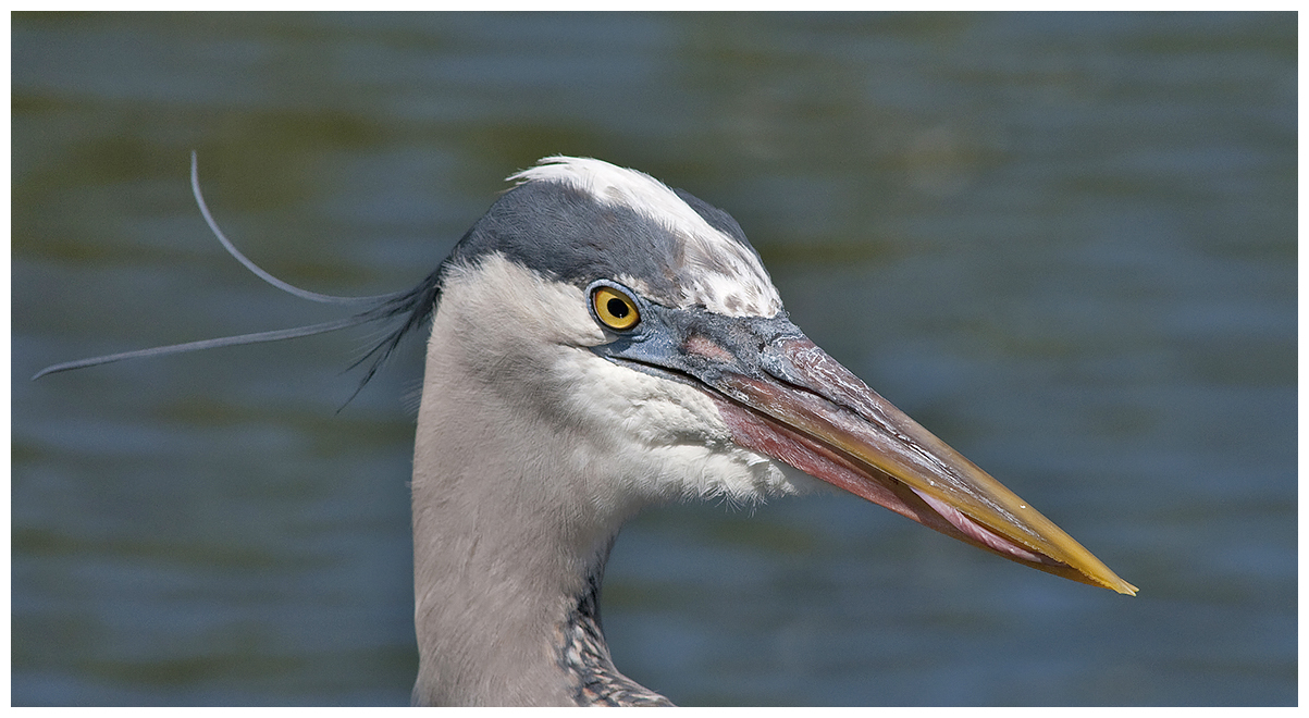 239 GREAT BLUE HERON