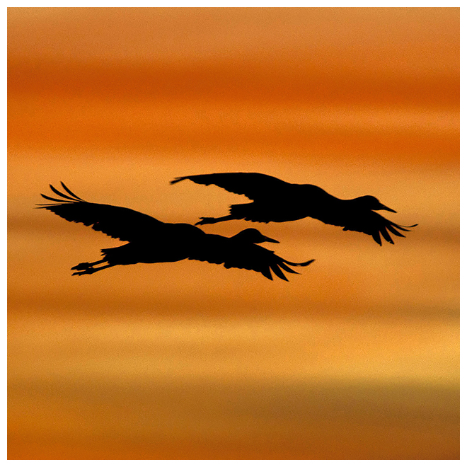 281 SANDHILL CRANES