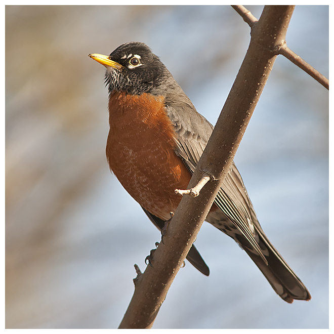 391 AMERICAN ROBIN