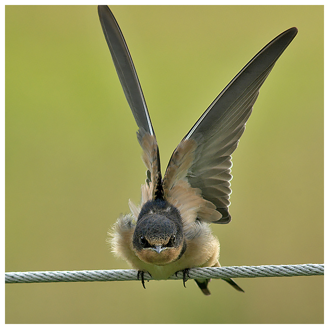 365 BARN SWALLOW