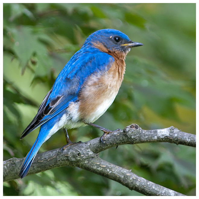 137 EASTERN BLUEBIRD male