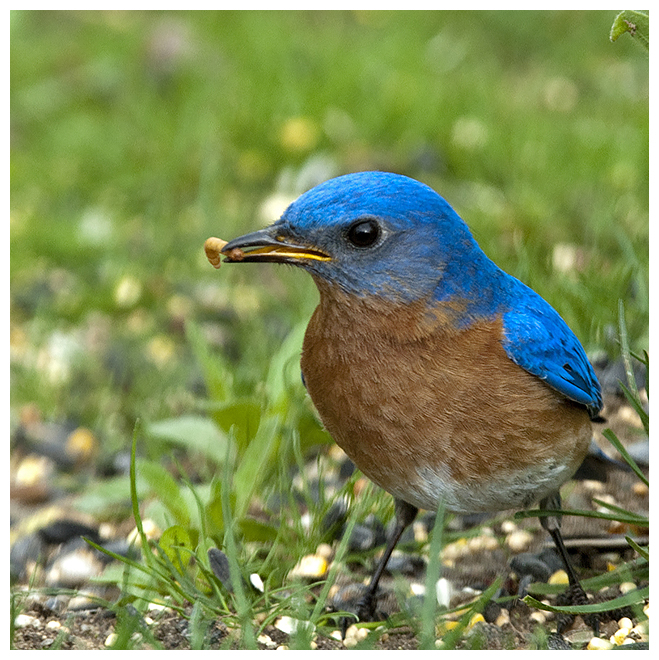 197 EASTERN BLUEBIRD male