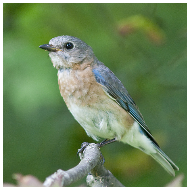 205 EASTERN BLUEBIRD female