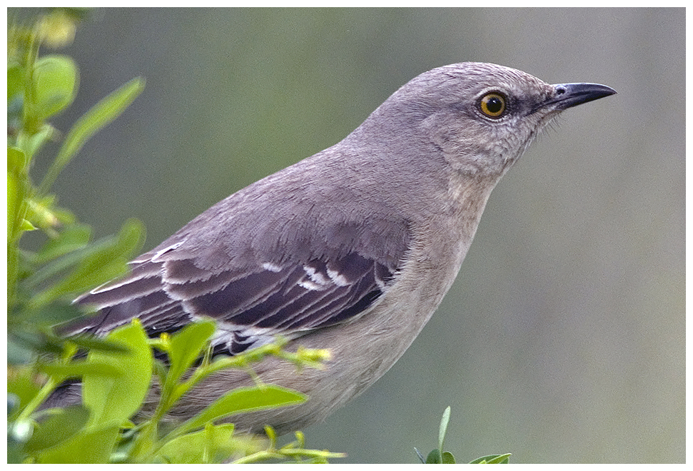201 NORTHERN MOCKINGBIRD