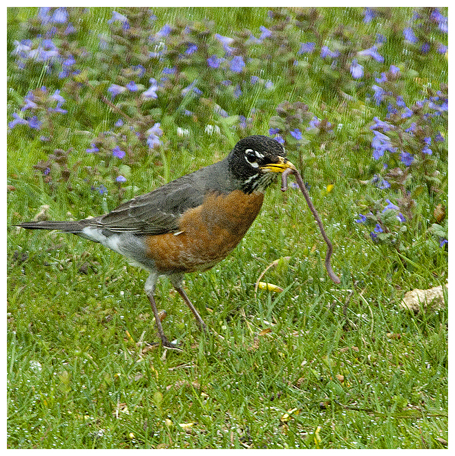 224 AMERICAN ROBIN