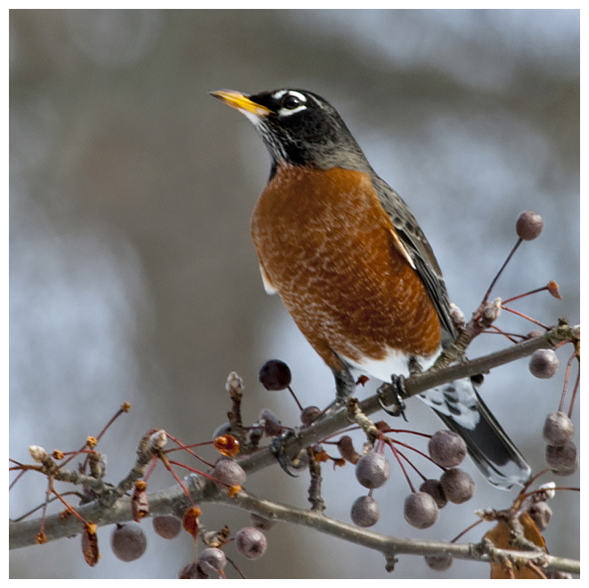 229 AMERICAN ROBIN
