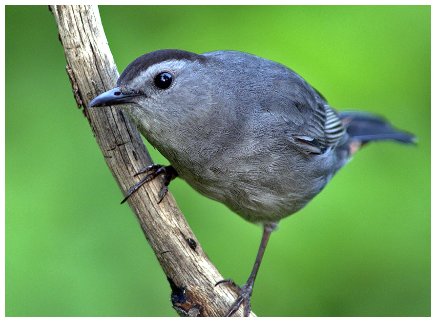 257 GRAY CATBIRD