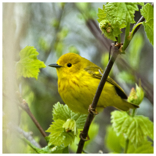 223 YELLOW WARBLER