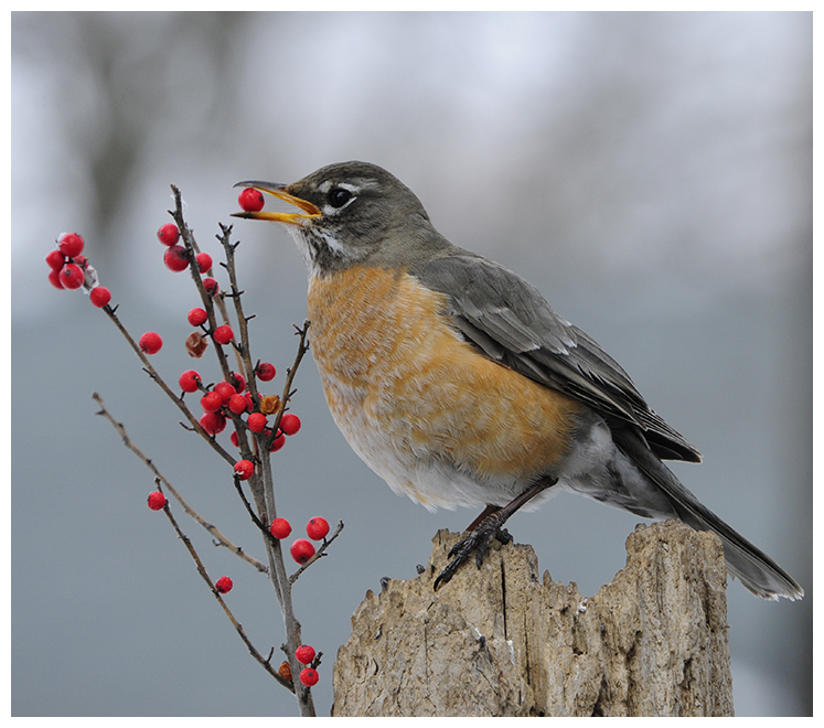 396 AMERICAN ROBIN