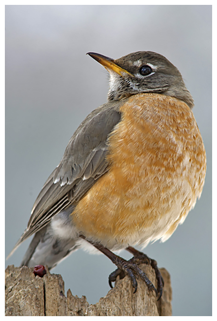 400 AMERICAN ROBIN