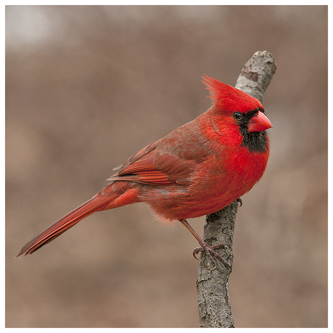383 NORTHERN CARDINAL male