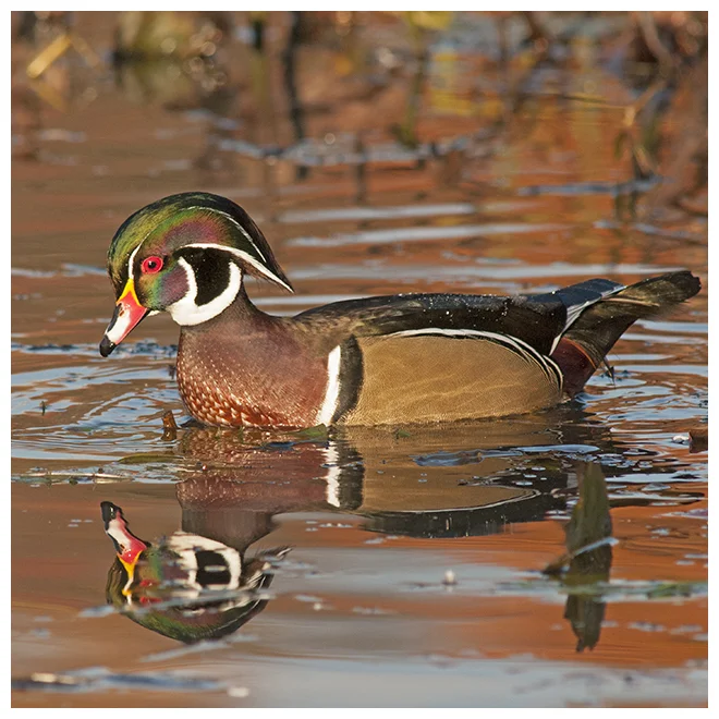 374 WOOD DUCK male
