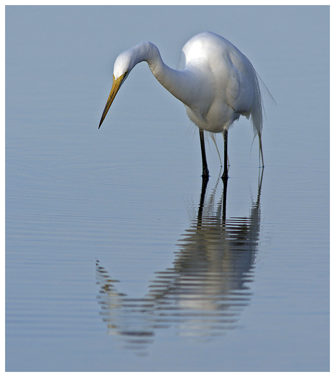 334 GREAT EGRET