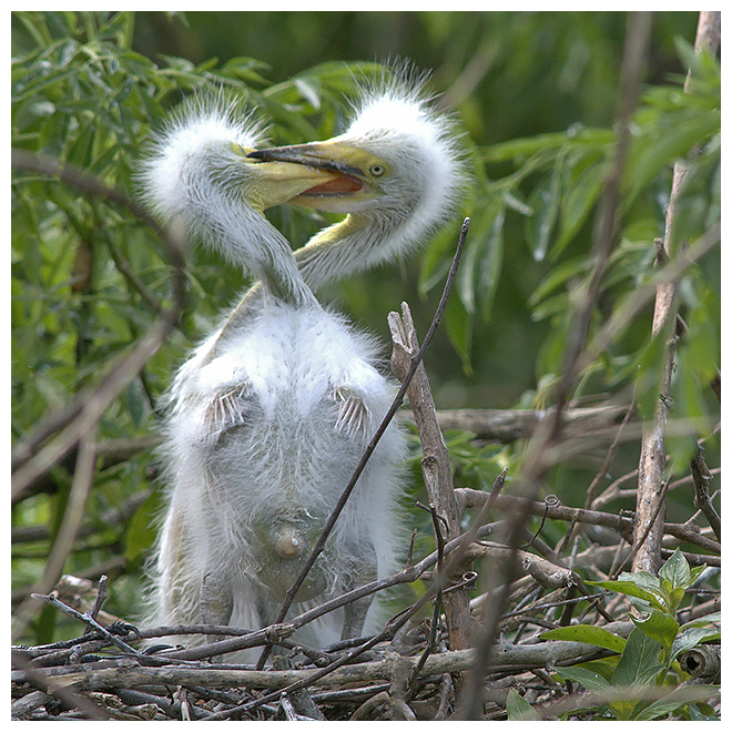 213 GREAT EGRET chicks