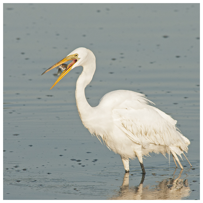 369 GREAT EGRET