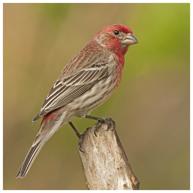 418 HOUSE FINCH male