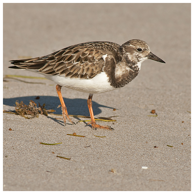417 RUDDY TURNSTONE