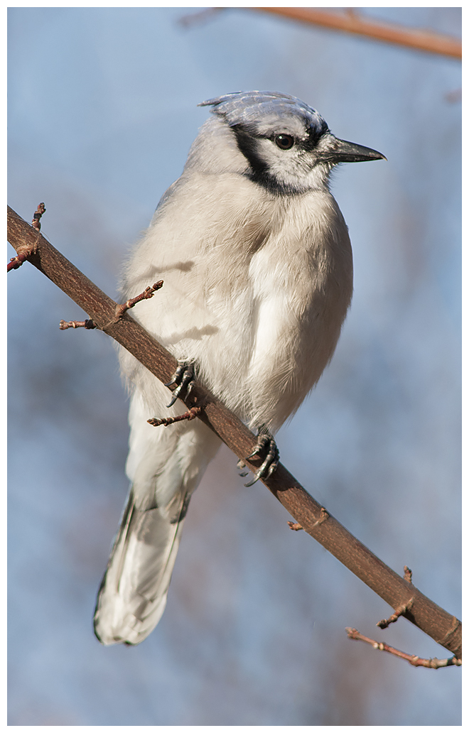 420 BLUE JAY