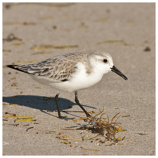 422 SANDERLING