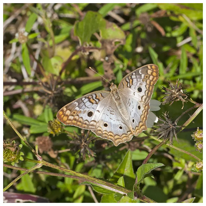 1424 WHITE PEACOCK