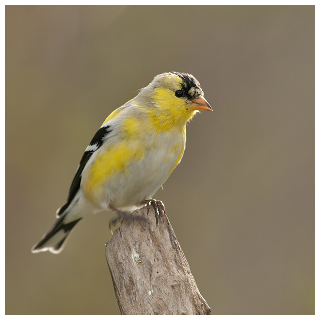 427 GOLDFINCH ( spring )