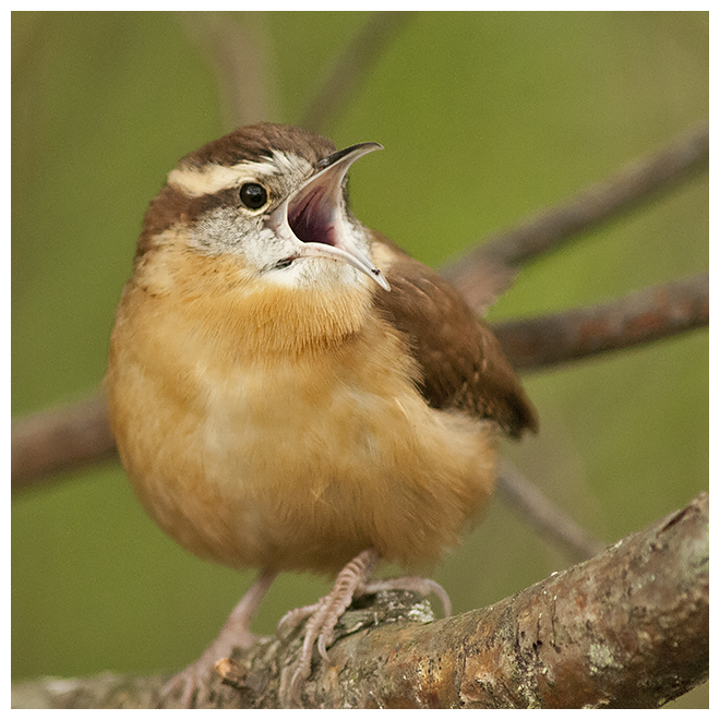 429 CAROLINA WREN