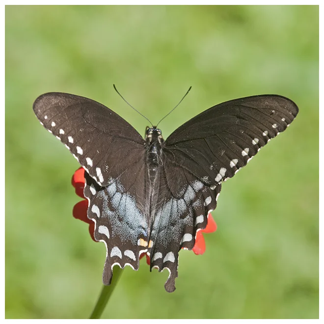 1426 SPICEBUSH SWALLOWTAIL