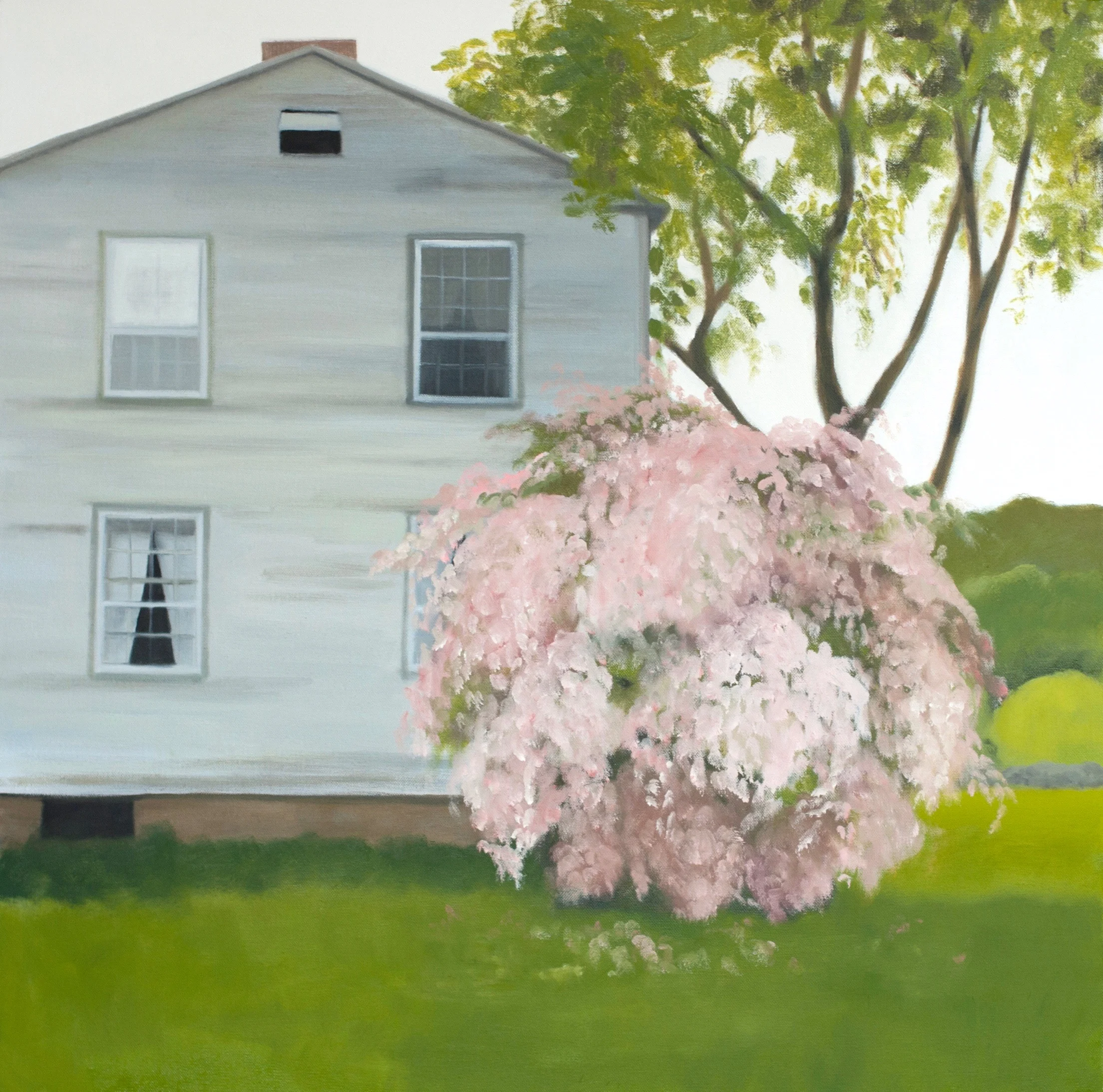 Beauty bush. 30 x 30 inches, oil on canvas