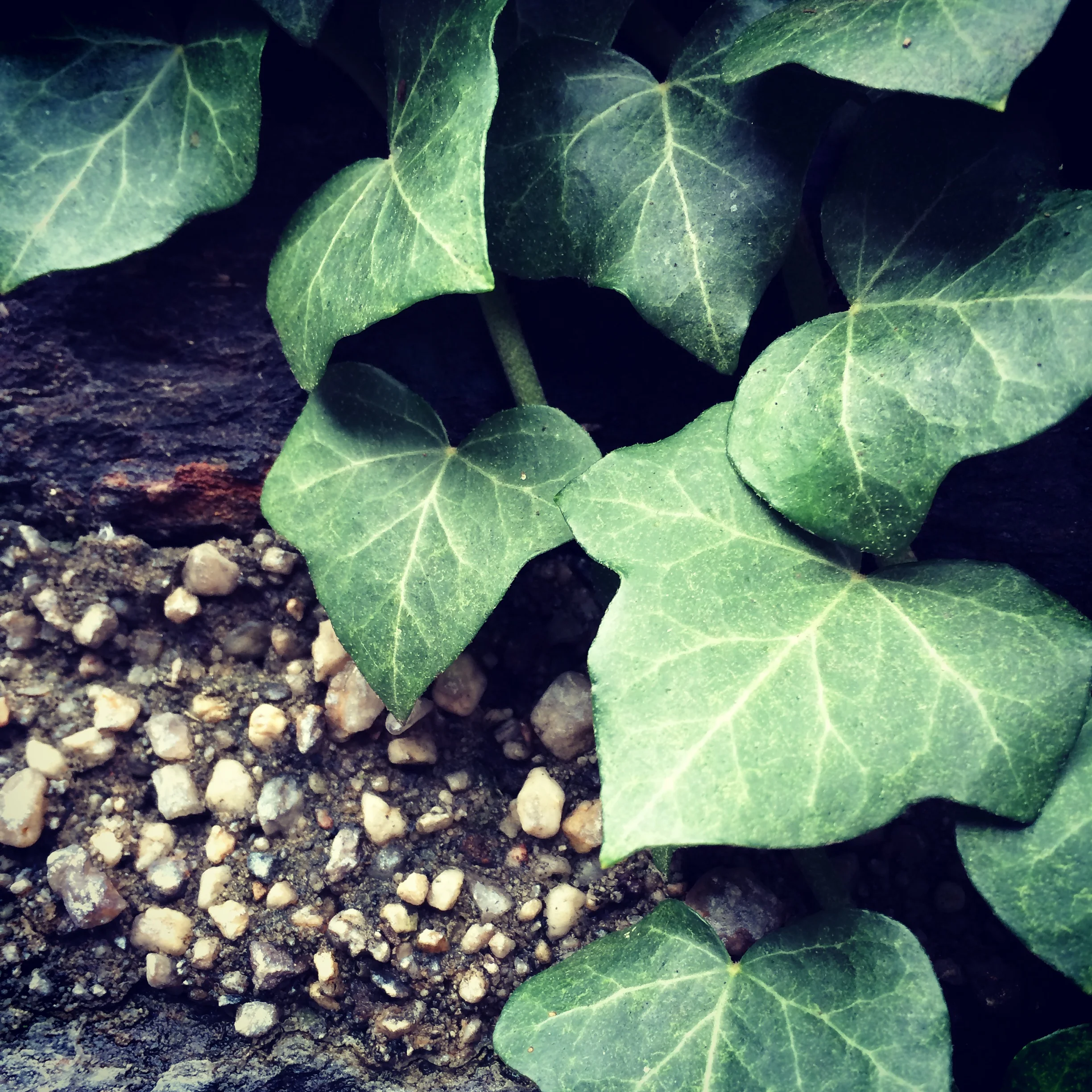 Reflections on Nature