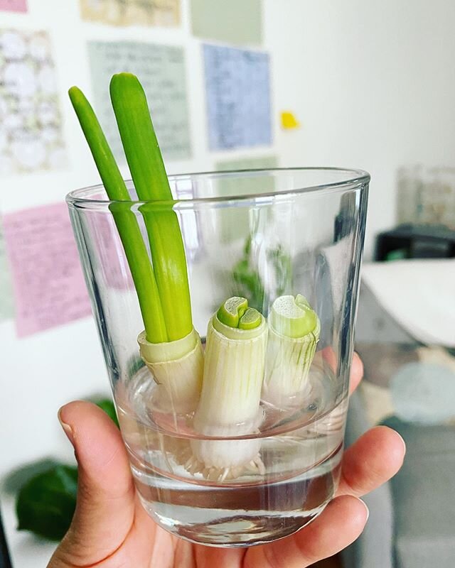 Grow babies grow! 🌱🌱🌱 All the green bits are new growth! I'm going to save so many dollars not having to buy scallions every week. #itsalive #homegarden #nyc #notjustagarnish #quarentinecooking