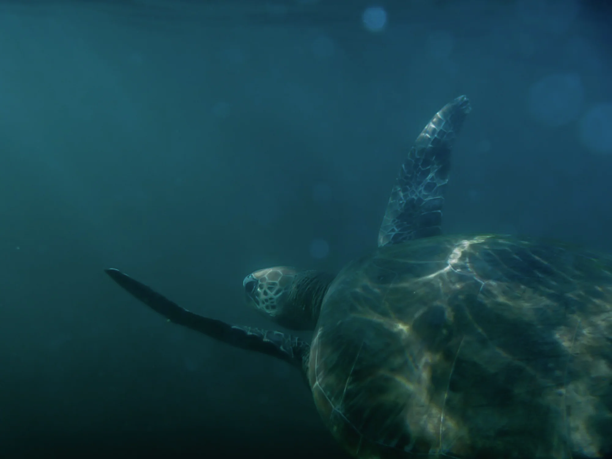 First photograph of a turtle / Hamilton Island 2012