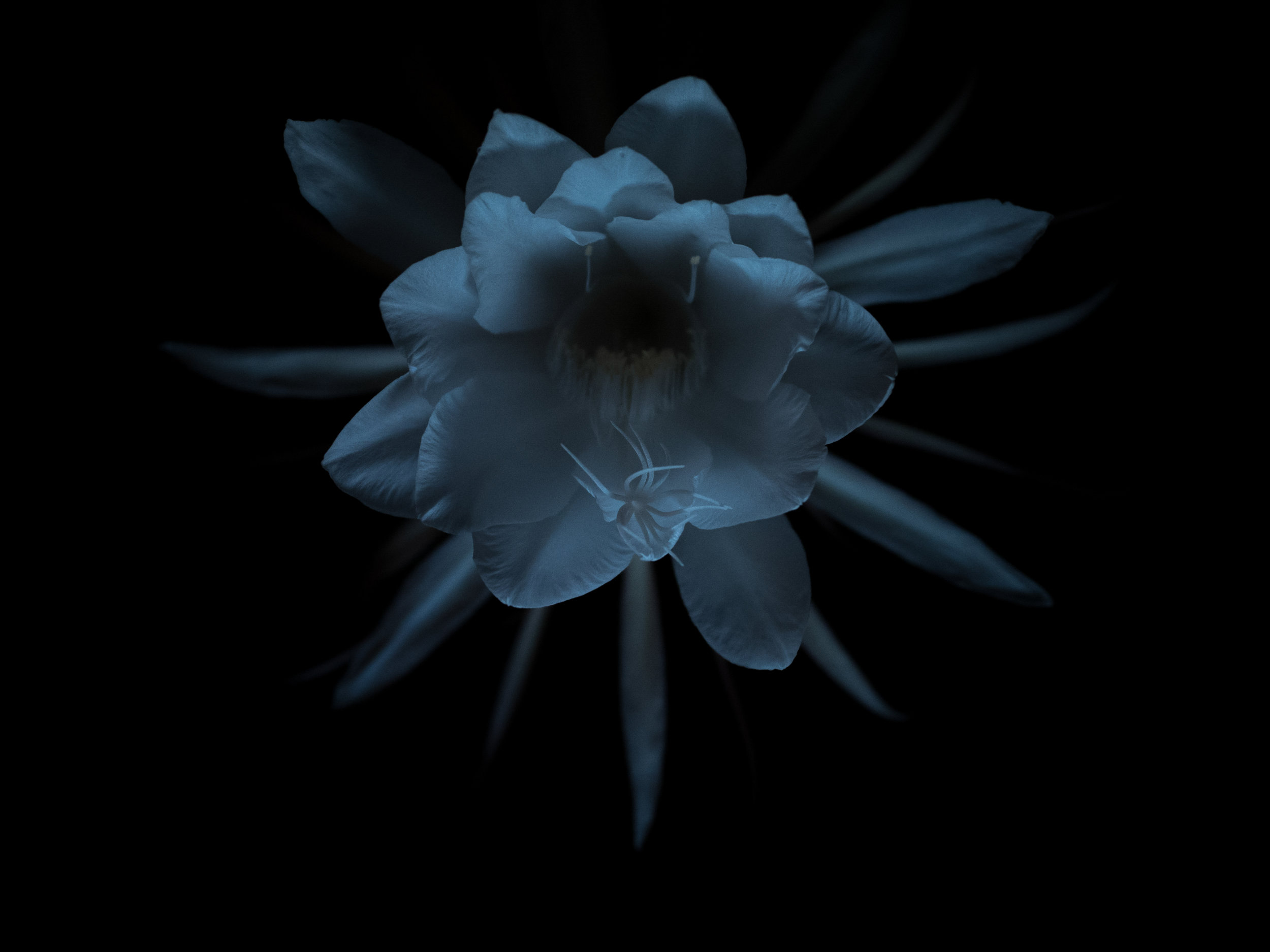 Bloom-1.jpg