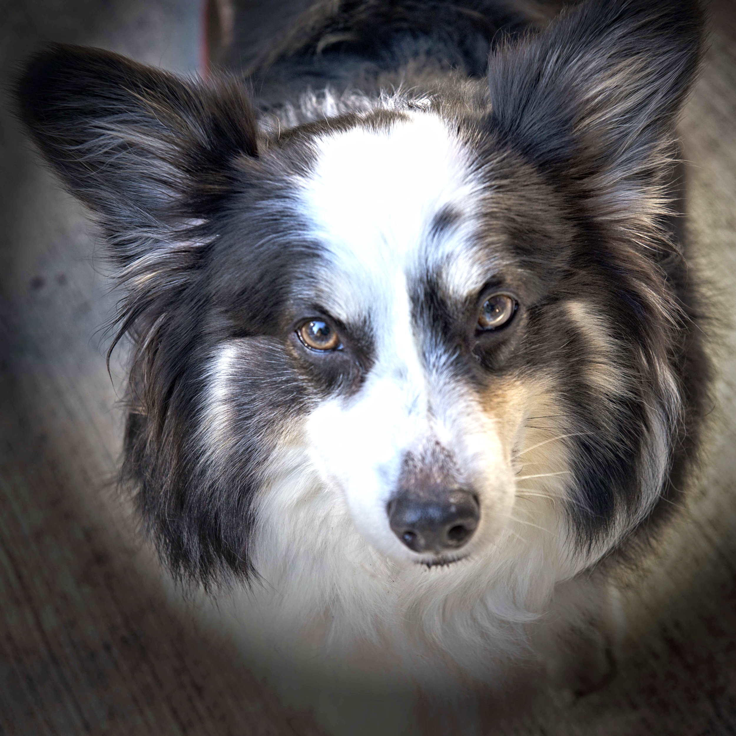 MiSSY, an unusual tricolor pembroke Welsh corgi, is sweet & protective.