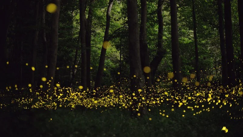 Firefly