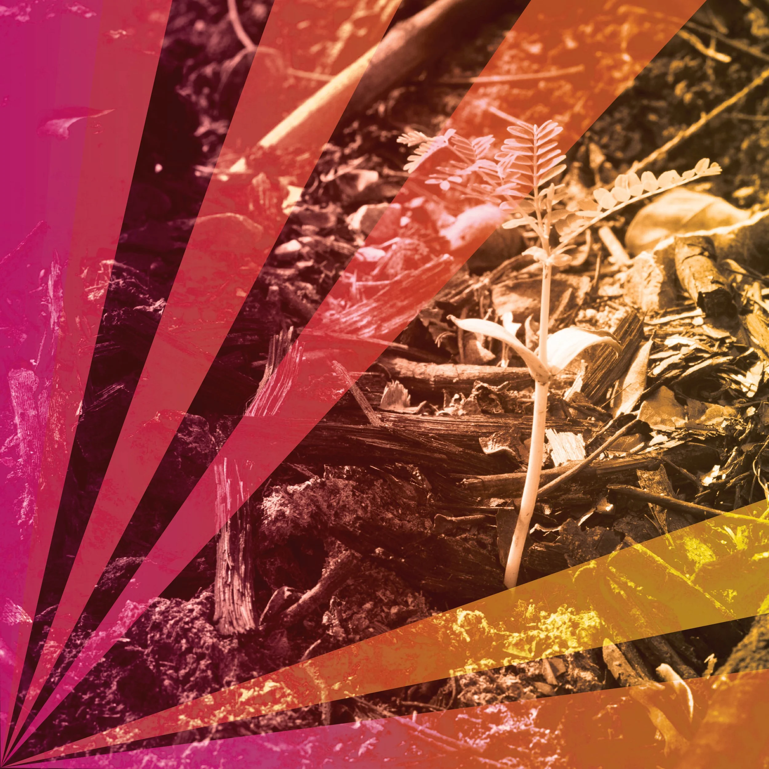 AFC15_Sqsp Splash_04.jpg