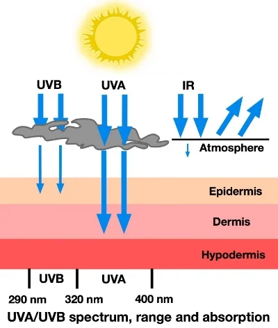 Figure 14UVAandUVB2Revised3.jpg