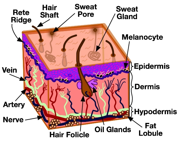 Fig1SkinCrossSection3.jpg