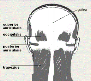 http://www.hairloss-reversible.com/my-approach-2/