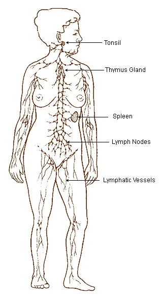 https://commons.wikimedia.org/wiki/File:Illu_lymphatic_system.jpg#/media/File:Illu_lymphatic_system.jpg