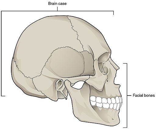 Your Facial Bone Structure Has a Big Influence on How People See