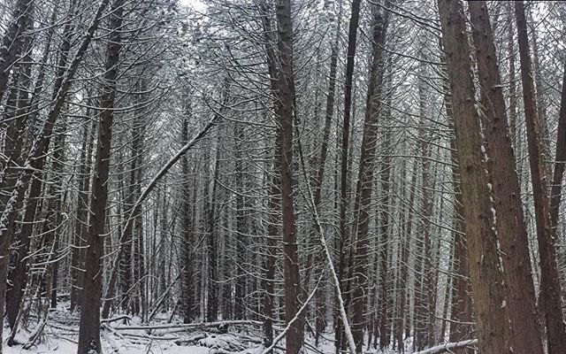 Silent solitude in snowy cedars...happy place.