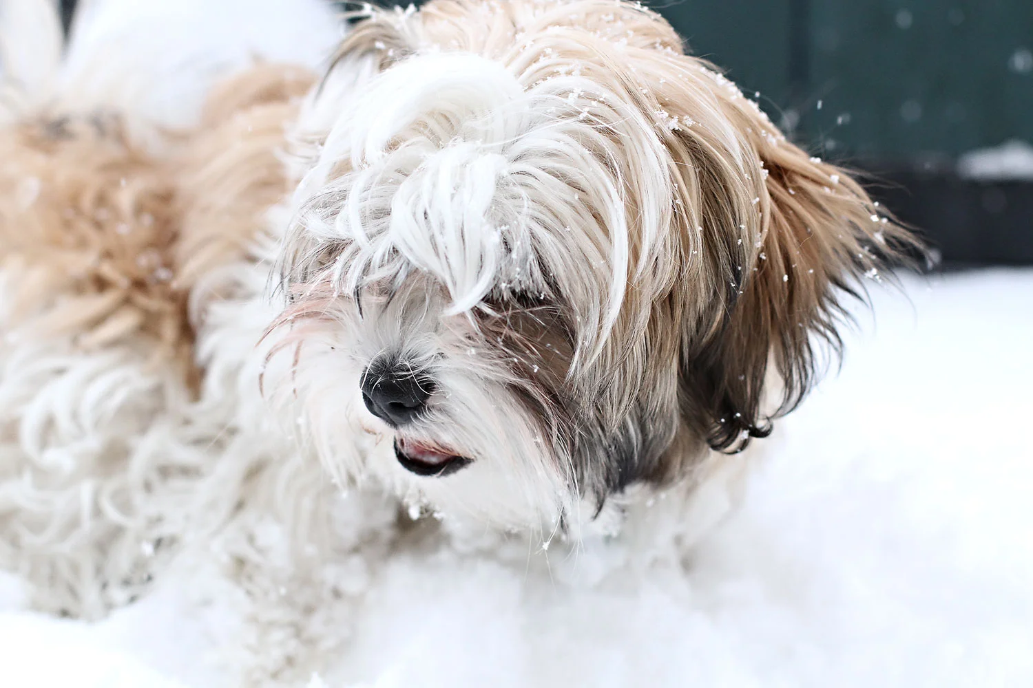 {Puppy Love} Barkley Boy 