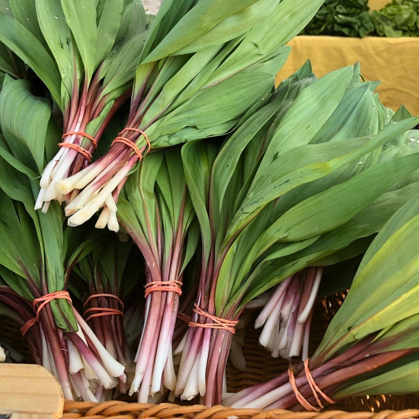 Today is our last winter market and we have turned full steam ahead towards spring!

Find ramps, greens + tulips @thousandleafgardens, a bajillion (not an exaggeration) garden seedlings and veggies at @deeprootsfarmny, amazing local honey from @flyho