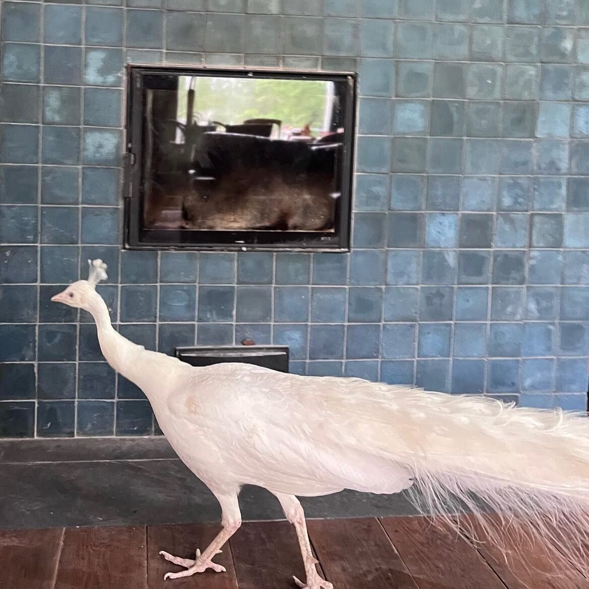 Did you know that white peacocks 🦚 are incredibly rare? Some estimates say they are 1 in 30,000. 😱 In addition to raising a variety of heritage breeds of pork, poultry and a gorgeous orchard full of apples, farmers Sara and Brett Budde of @majestic
