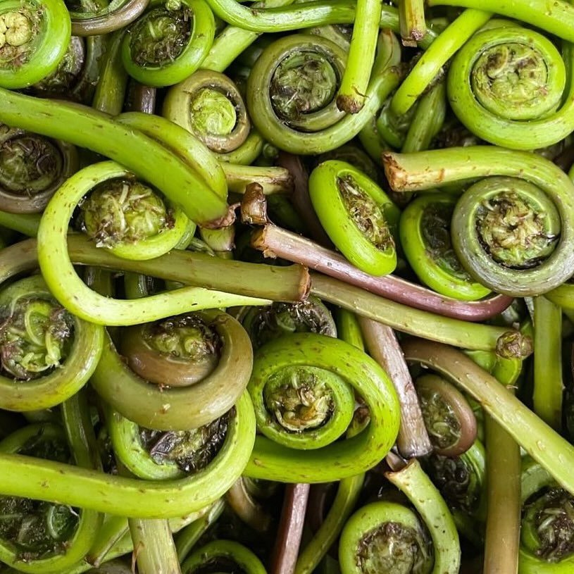 Guess what&rsquo;s shaking at the TaSH tomorrow? Hopefully just new spring ingredients and no more earthquakes! What a crazy day, huh? 🫨

Find some awesome spring goodies like stinging nettles and fiddlehead ferns in limited supply, gorgeous tulips 