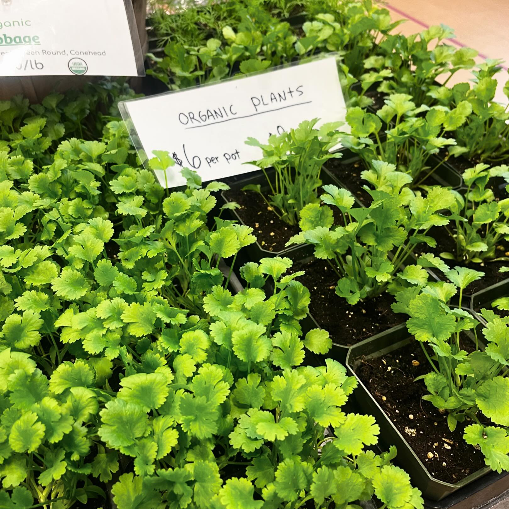 Attention!!! We have reached the point in the season where you can get fresh seedlings! Find them @deeprootsfarmny - these cold weather loving plants are ready to fill your garden beds in the week ahead. 🪴